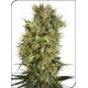 CALIFORNIA ORANGE BUD * SENSI WHITE LABEL 10 SEMI REG 