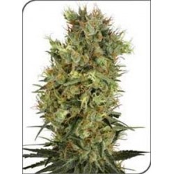 CALIFORNIA ORANGE BUD * SENSI WHITE LABEL 10 SEMI REG 