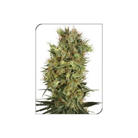 CALIFORNIA ORANGE BUD * SENSI WHITE LABEL 10 SEMI REG 