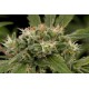 STRAWBERRY AMNESIA * DINAFEM SEEDS 10 SEMI FEM