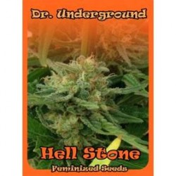 HELL STONE * DR UNDERGROUND 4 SEMI FEM