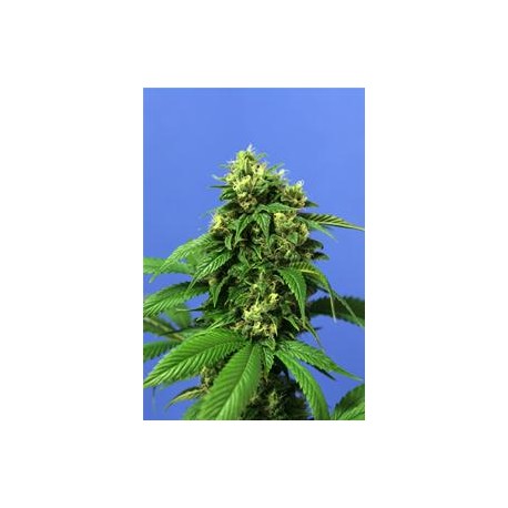 WRECKAGE * T.H.SEEDS 5 SEMI FEM 
