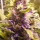 SWEET KUSH* ORIGINAL SENSIBLE SEED 5 SEMI FEM