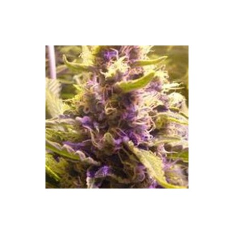 SWEET KUSH* ORIGINAL SENSIBLE SEED 5 SEMI FEM