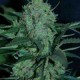 AUTO BLACK JH* ORIGINAL SENSIBLE SEED 3 SEMI FEM