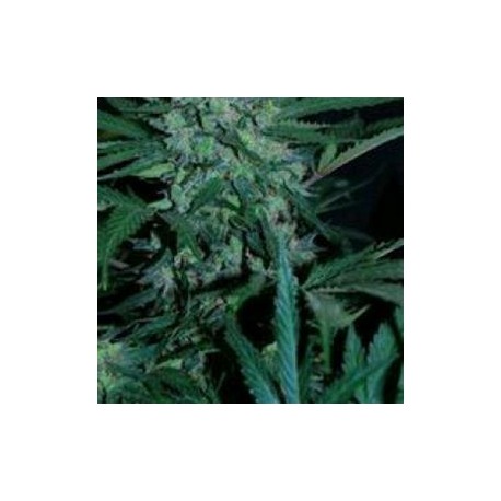 AUTO JH* ORIGINAL SENSIBLE SEED 5 SEMI FEM