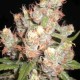 AUTO SKUNK * ORIGINAL SENSIBLE SEED 5 SEMI FEM