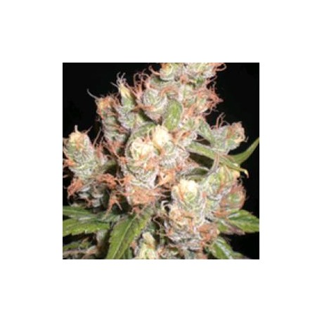 AUTO SKUNK * ORIGINAL SENSIBLE SEED 5 SEMI FEM