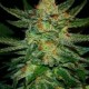 BLACK DESTROYER* ORIGINAL SENSIBLE SEED 5 SEMI FEM