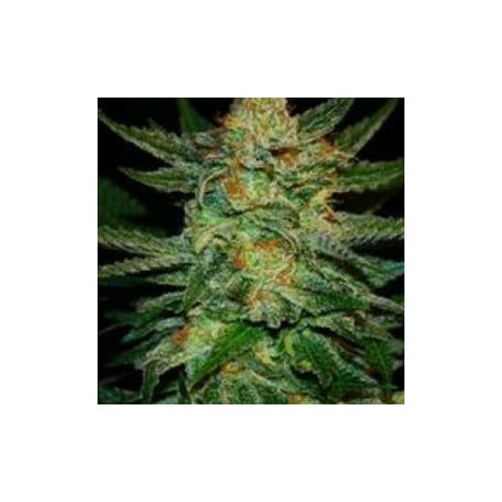 BLACK DESTROYER* ORIGINAL SENSIBLE SEED 5 SEMI FEM