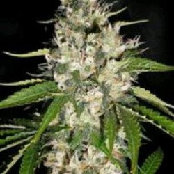 BLACK GUM* ORIGINAL SENSIBLE SEED 5 SEMI FEM