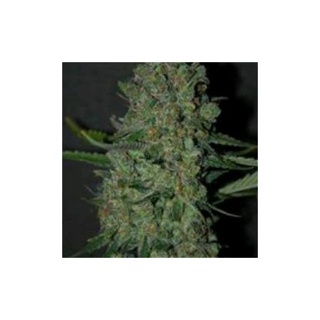 CHRONIC LIGHTS* ORIGINAL SENSIBLE SEED 5 SEMI FEM