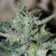 CRITICAL DIESEL AUTO* ORIGINAL SENSIBLE SEED 5 SEMI FEM