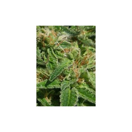 KALI AK* ORIGINAL SENSIBLE SEED 5 SEMI FEM