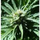 PINEAPPLE SLICK* ORIGINAL SENSIBLE SEED 5 SEMI FEM