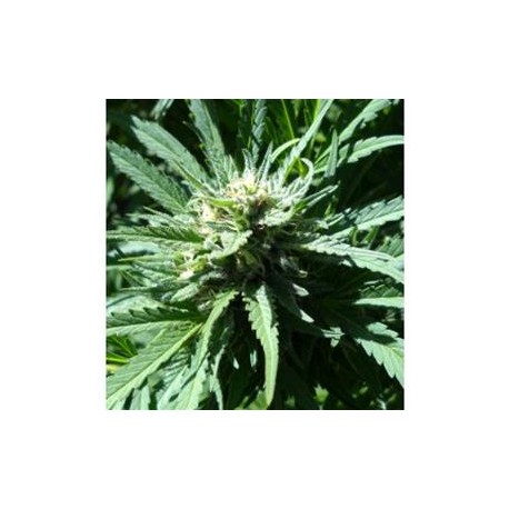 PINEAPPLE SLICK* ORIGINAL SENSIBLE SEED 5 SEMI FEM