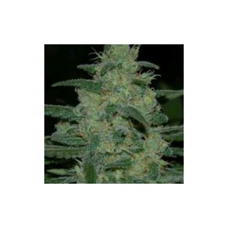 PURE KUSH* ORIGINAL SENSIBLE SEED 5 SEMI FEM