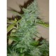 SKUNK AFGHANI* ORIGINAL SENSIBLE SEED 5 SEMI FEM