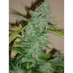 SKUNK AFGHANI* ORIGINAL SENSIBLE SEED 5 SEMI FEM