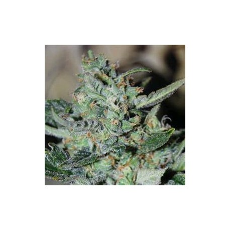 CRITICAL DIESEL AUTO* ORIGINAL SENSIBLE SEED 1 SEME FEM 