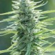 PURE AFRICA* ORIGINAL SENSIBLE SEED 1 SEME FEM 