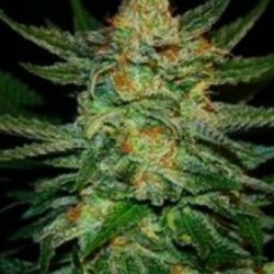 BLACK DESTROYER* ORIGINAL SENSIBLE SEED 3 SEMI FEM