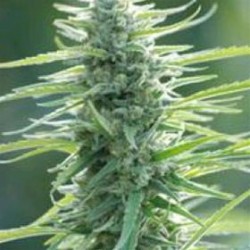 PURE AFRICA* ORIGINAL SENSIBLE SEED 3 SEMI FEM