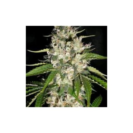 BLACK GUM* ORIGINAL SENSIBLE SEED 10 SEMI FEM