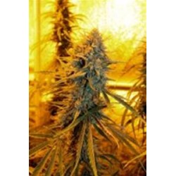 SOUR AMNESIA *HORTILAB SEEDS 5 SEMI REG