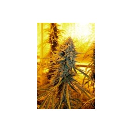 SOUR AMNESIA *HORTILAB SEEDS 5 SEMI REG