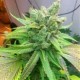 SWEET PINK GRAPEFRUIT BX *HORTILAB SEEDS 10 SEMI REG