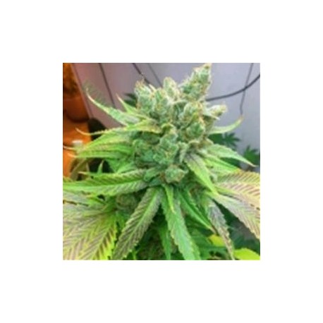 SWEET PINK GRAPEFRUIT BX *HORTILAB SEEDS 10 SEMI REG