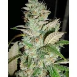 SOUR PINK GRAPEFRUIT *HORTILAB SEEDS 5 SEMI REG