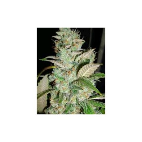 SOUR PINK GRAPEFRUIT *HORTILAB SEEDS 5 SEMI REG