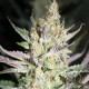 STARBERRY *HORTILAB SEEDS 5 SEMI REG