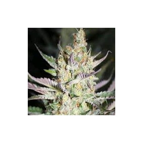 STARBERRY *HORTILAB SEEDS 5 SEMI REG