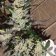 STARBUD SISTER *HORTILAB SEEDS 10 SEMI FEM 