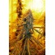 SOUR AMNESIA *HORTILAB SEEDS 10 SEMI REG