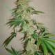 SOUR STAR *HORTILAB SEEDS 10 SEMI REG