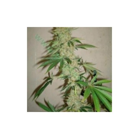 SOUR STAR *HORTILAB SEEDS 10 SEMI REG