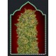 FEMINIZED COLLECTION #2 * 00SEEDS 6 SEMI FEM