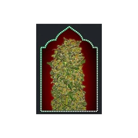 FEMINIZED COLLECTION #2 * 00SEEDS 6 SEMI FEM