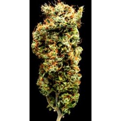 AFGHANI MAZAR-I-SHARIF * DELTA-9 LABS 5 SEMI REG