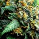 KOPASETIC KUSH * DELTA-9 LABS 5 SEMI FEM