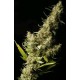 SOUTHERN LIGHTS * DELTA-9 LABS 5 SEMI REG