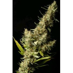 SOUTHERN LIGHTS * DELTA-9 LABS 5 SEMI REG