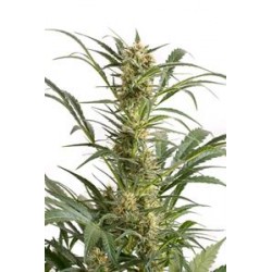 AMNESIA XXL AUTOFLOWERING * DINAFEM SEEDS 3 SEMI FEM