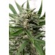 BLUE AMNESIA XXL AUTOFLOWERING * DINAFEM SEEDS 3 SEMI FEM