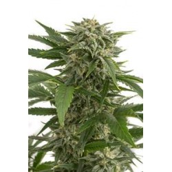 BUBBA KUSH AUTOFLOWERING * DINAFEM SEEDS 3 SEMI FEM