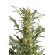 AMNESIA XXL AUTOFLOWERING * DINAFEM SEEDS 5 SEMI FEM